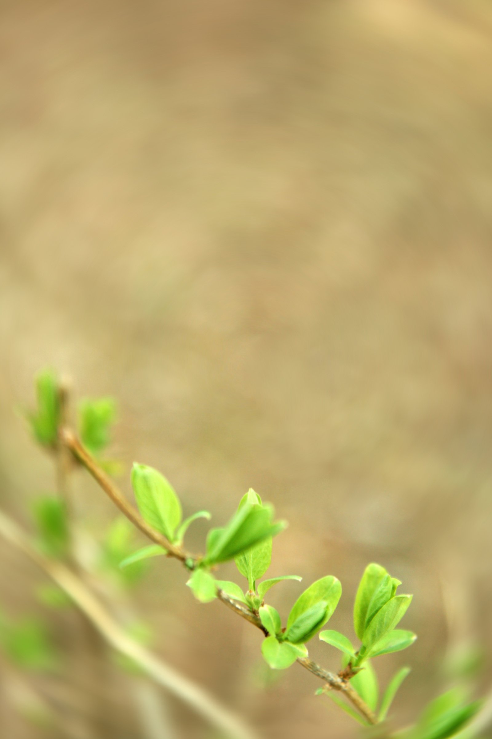 Green sprout on sepia toned background