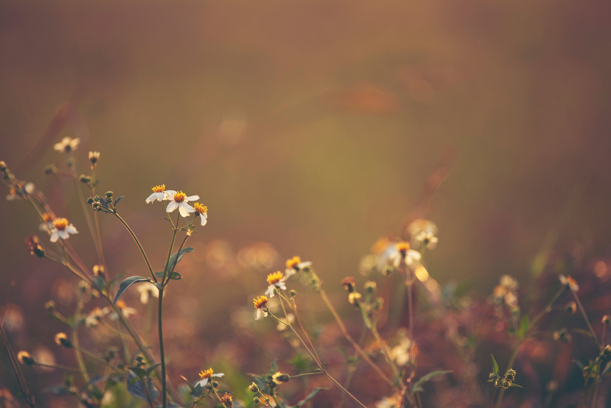 Baby's Breath in Sepia Tone 